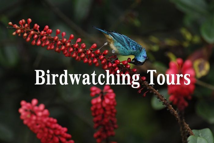 Birdwatching Tours