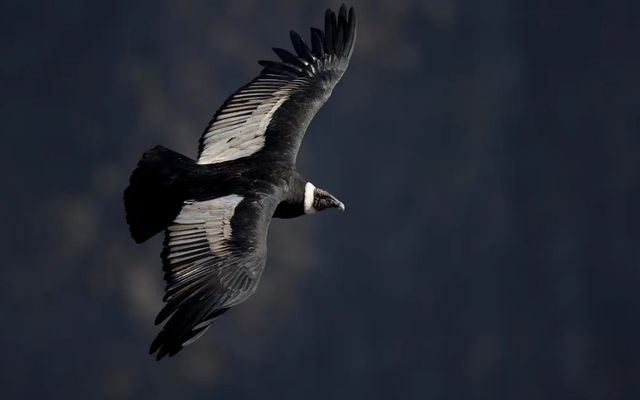 ANTISANA BIRDWATCHING TOUR